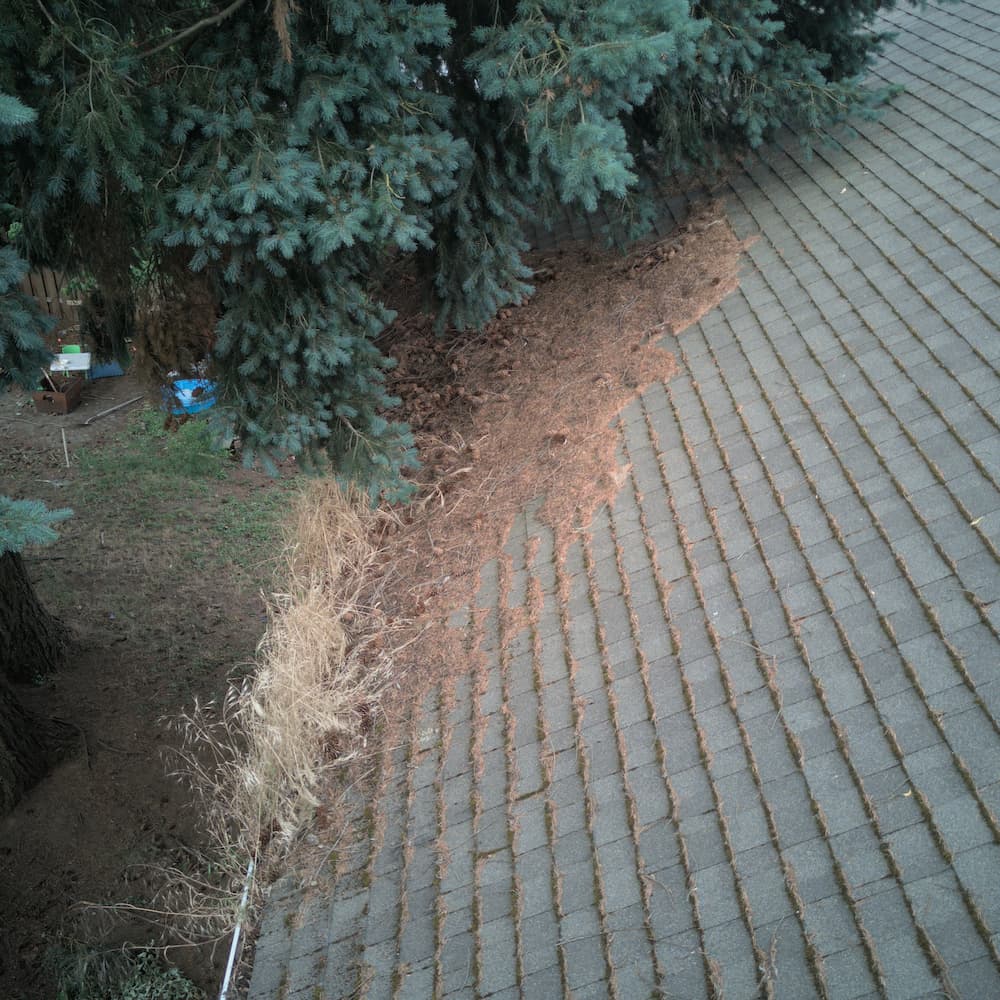 Pacific Northwest home with heavy tree coverage and branches overhanging the roof