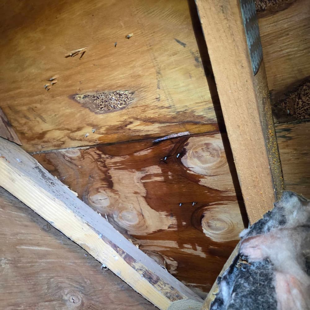 Attic inspection showing roof leak detection and water damage on rafters