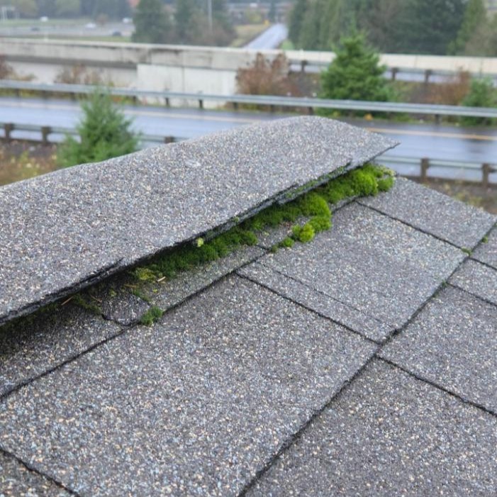Moss growing on asphalt shingle roof in the Pacific Northwest with evergreen trees in background