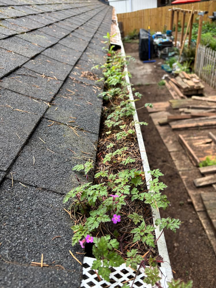 Clogged gutters with debris showing need for professional cleaning